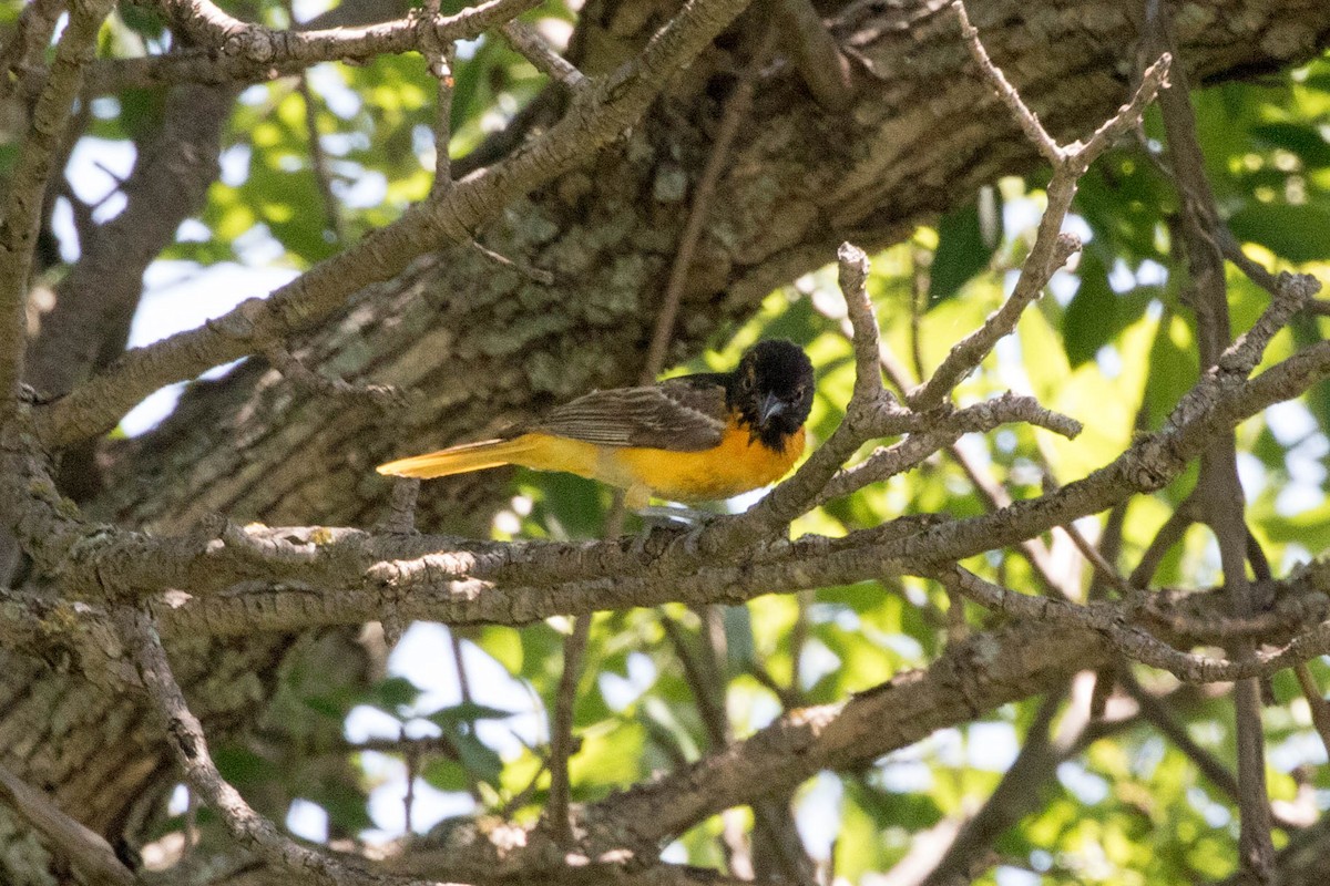 Baltimore Oriole - ML168166941