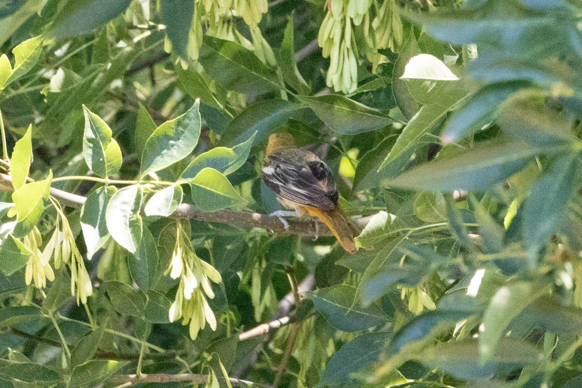Baltimore Oriole - ML168166951