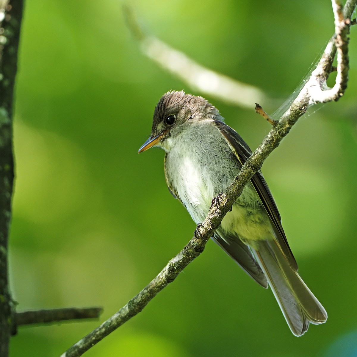 Eastern Wood-Pewee - Gary Mueller