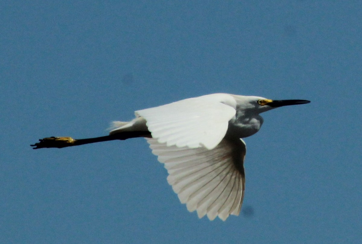 Snowy Egret - ML168167391