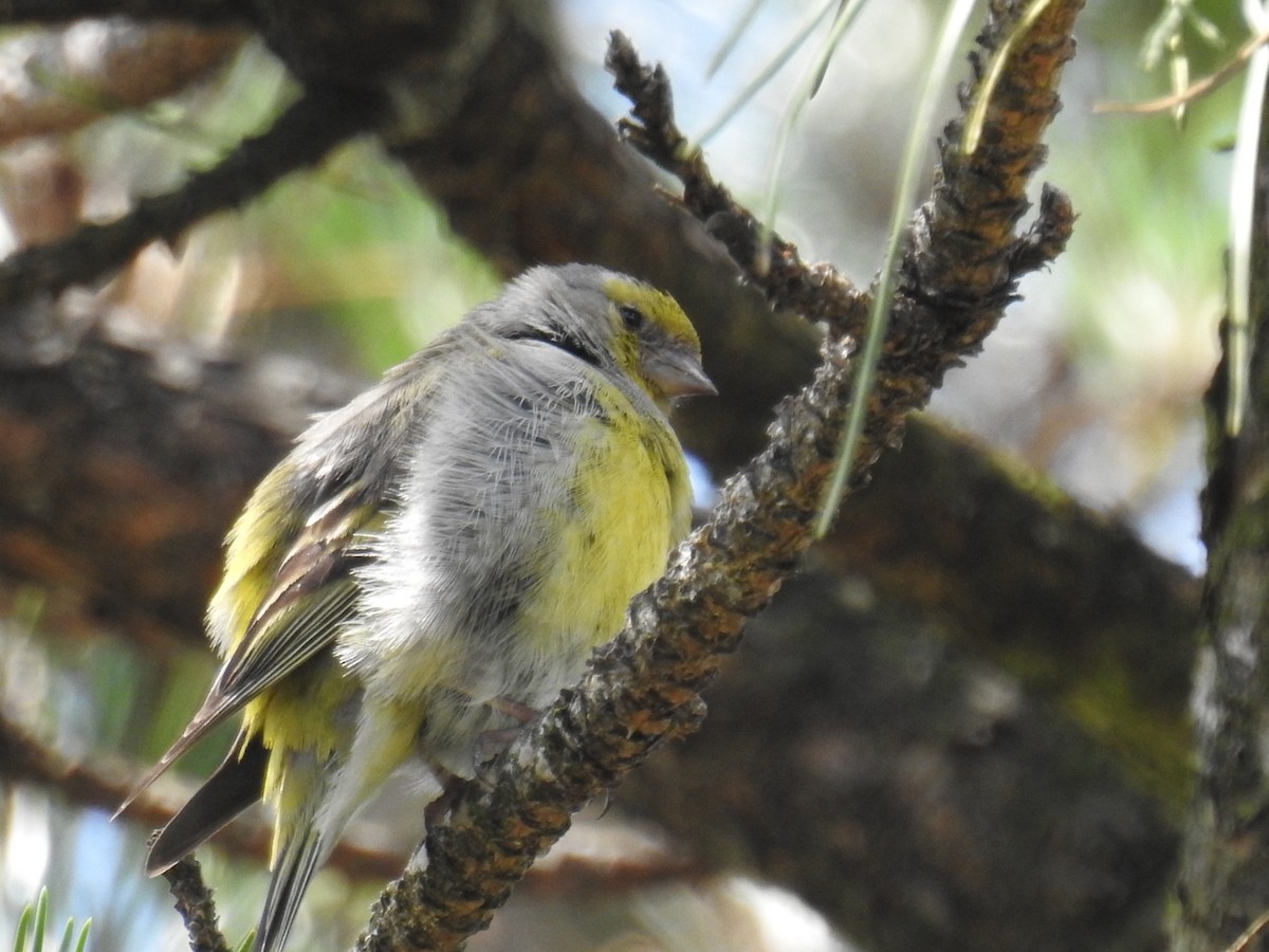 Citril Finch - Jon Iratzagorria Garay