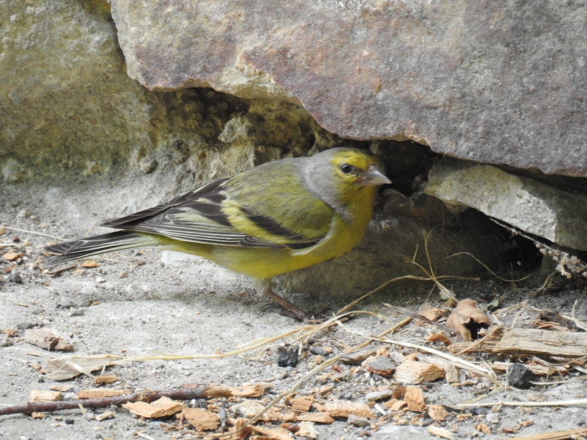 Citril Finch - Jon Iratzagorria Garay