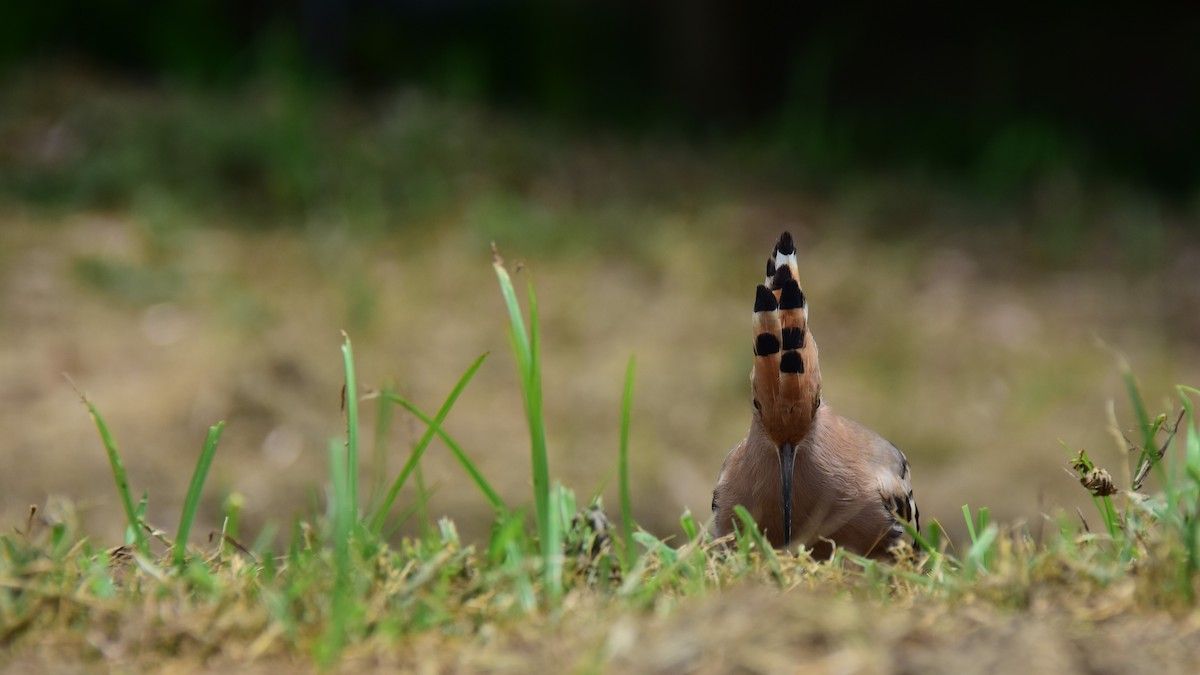 ヤツガシラ - ML168168301