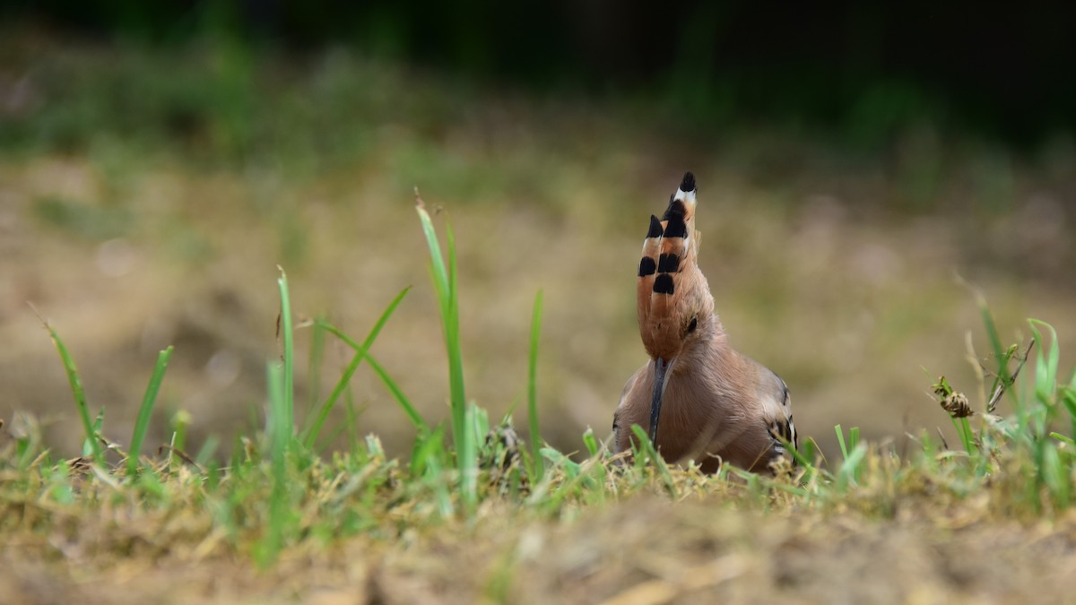 ヤツガシラ - ML168168311