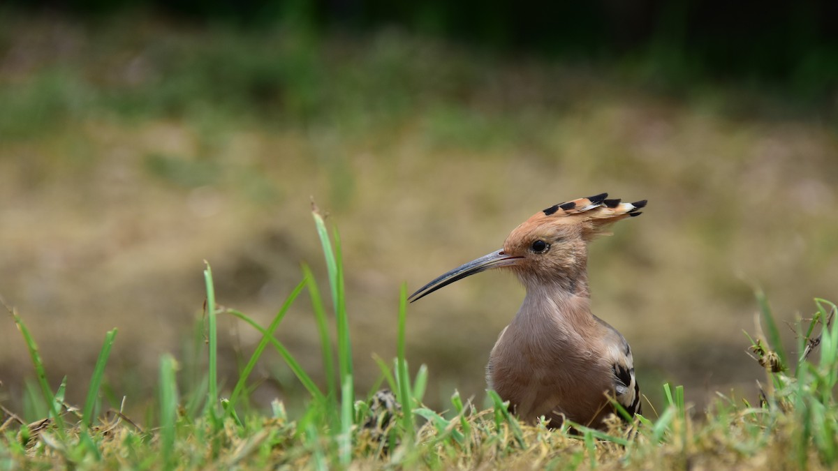 ヤツガシラ - ML168168321