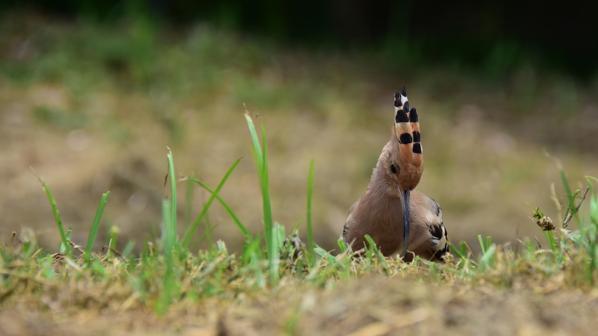 ヤツガシラ - ML168168331