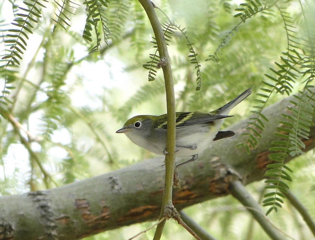 Chestnut-sided Warbler - ML168169631