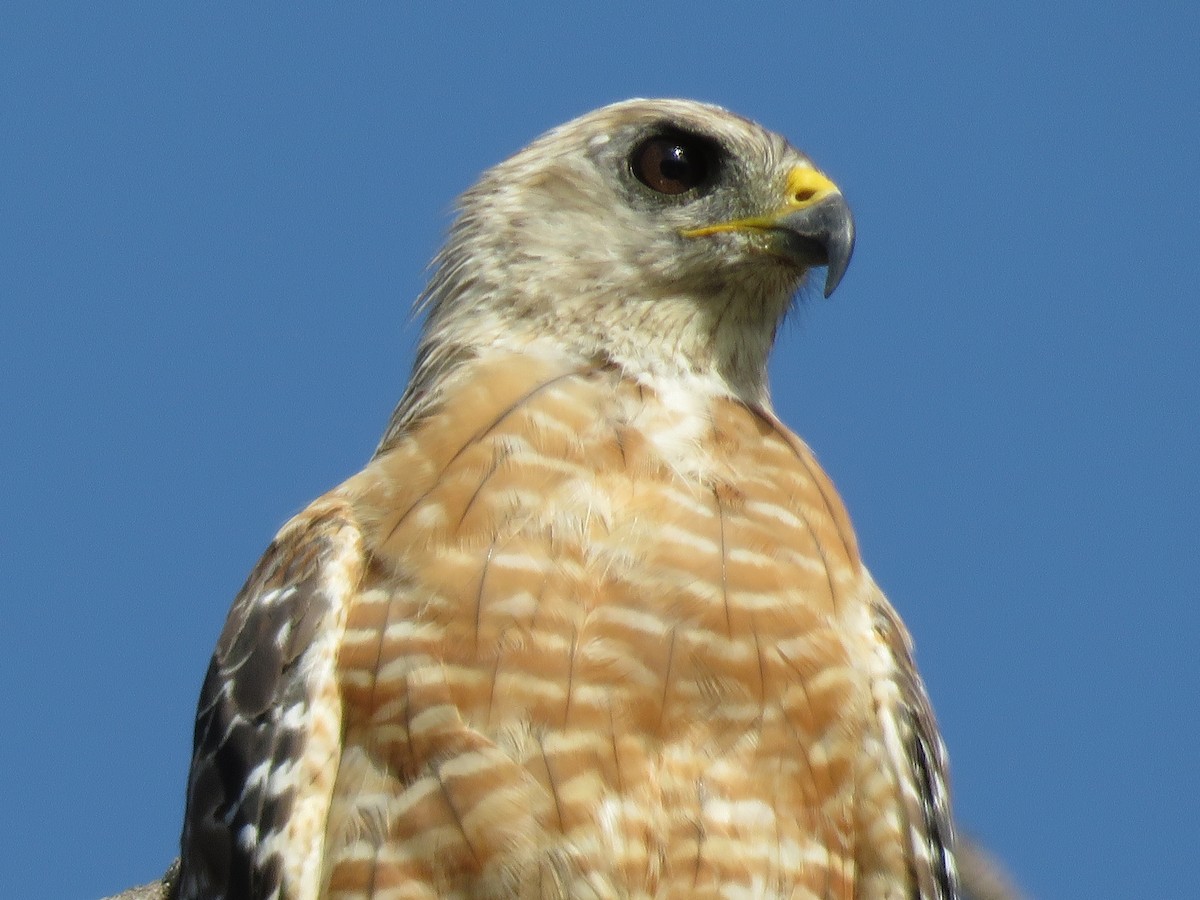 Red-shouldered Hawk - Jessica Anne