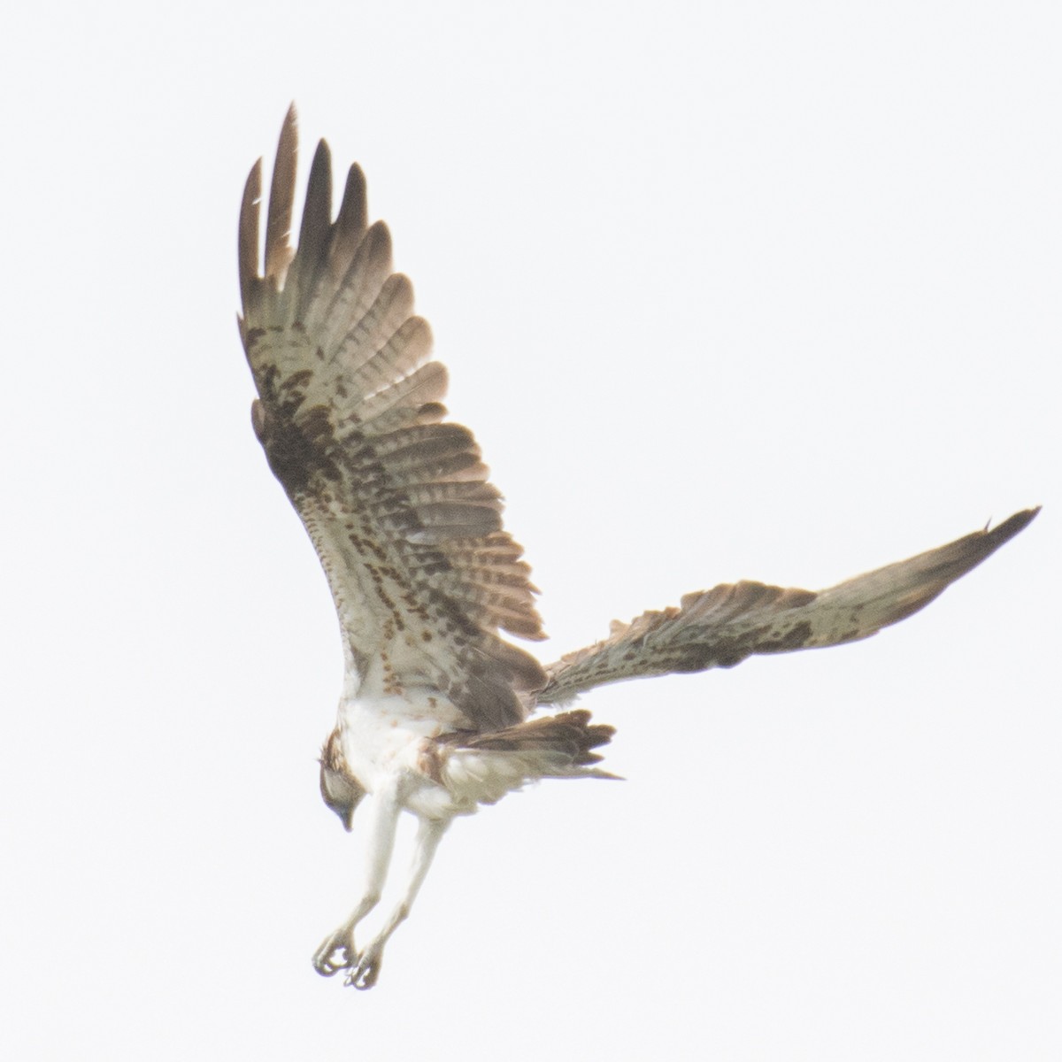 Osprey - ML168170701