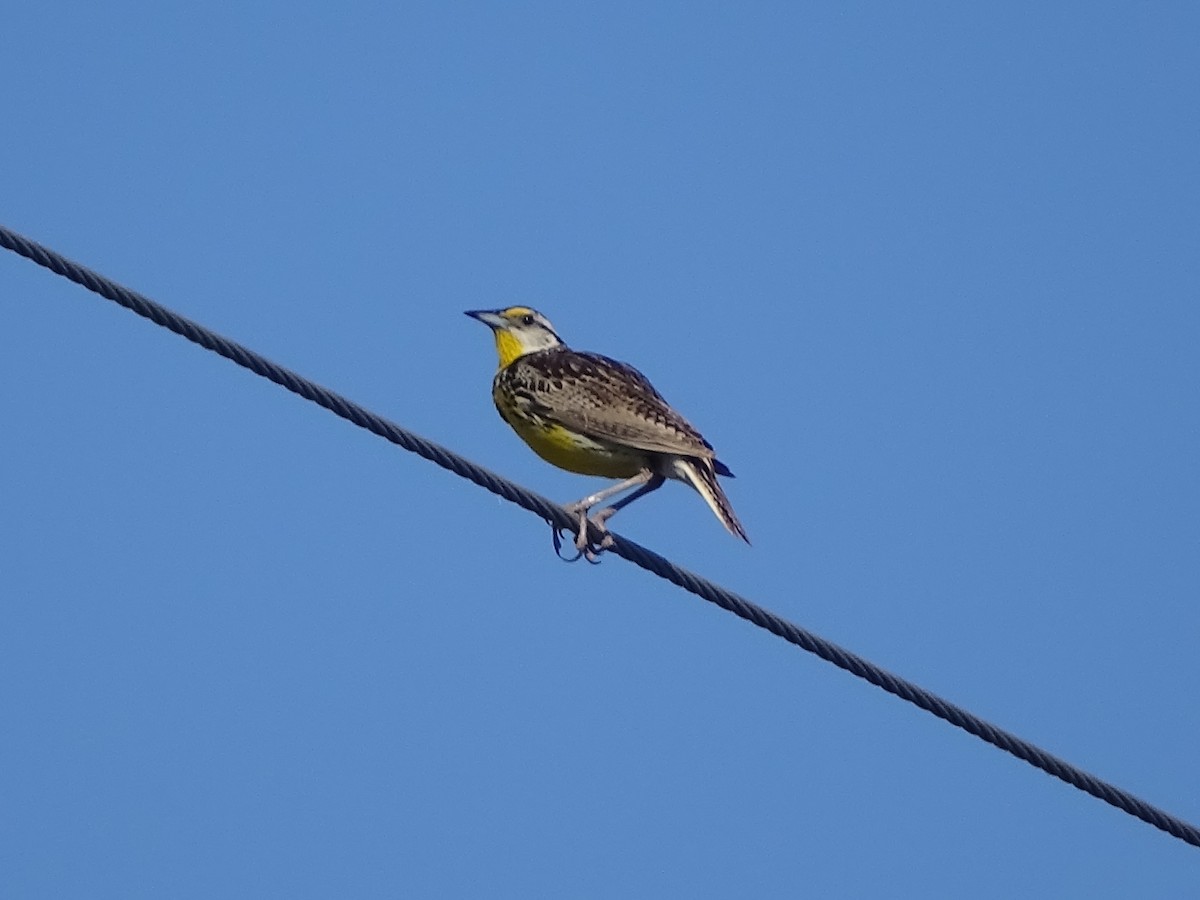 Eastern Meadowlark - ML168171271