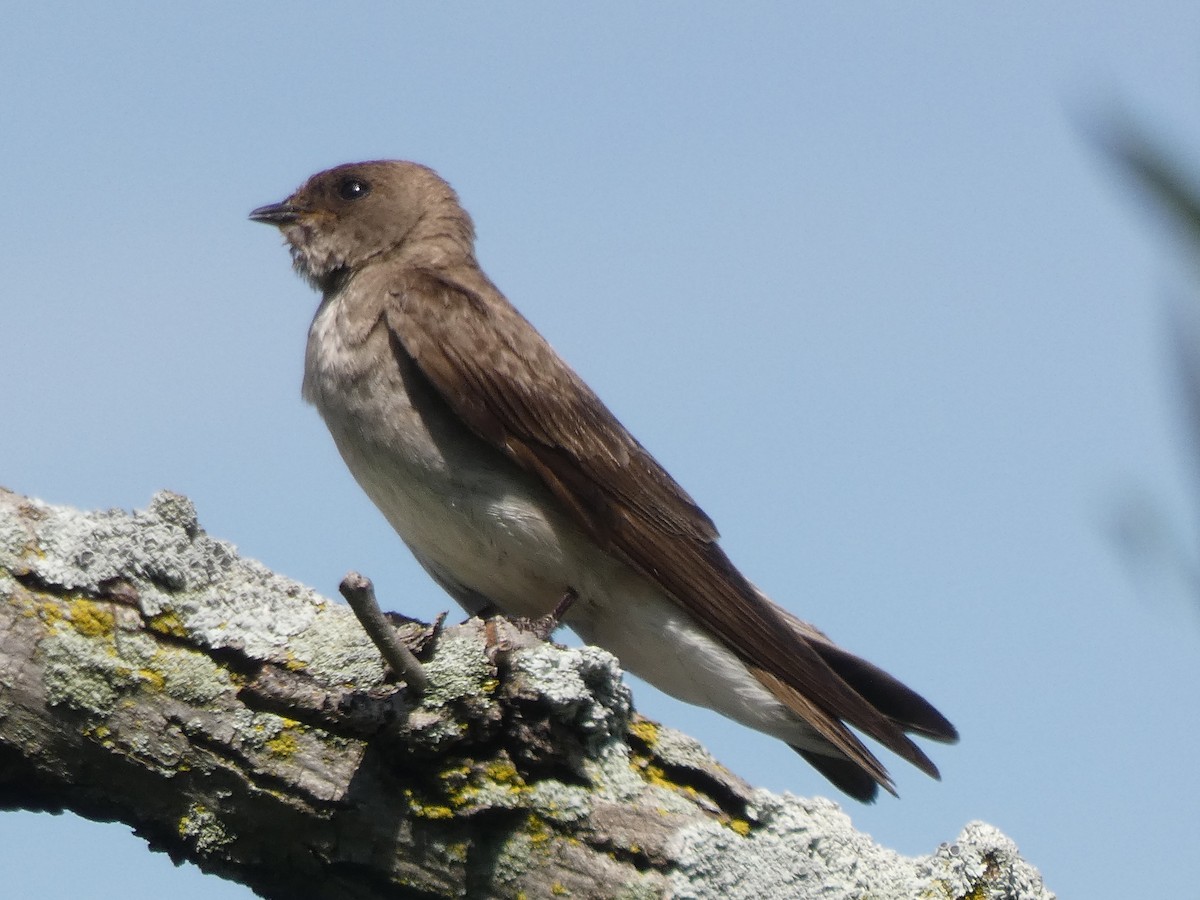 Northern Rough-winged Swallow - ML168172981