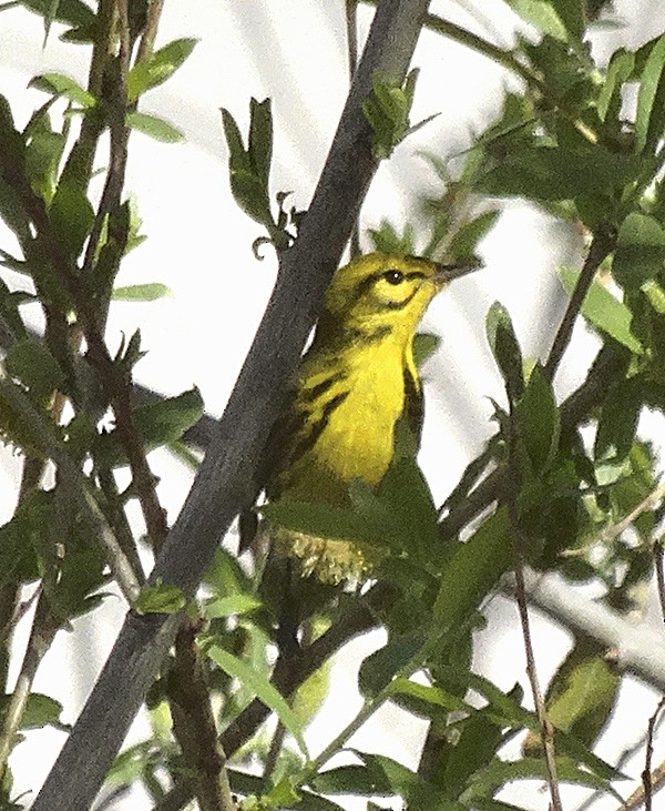 Prairie Warbler - Nancy Overholtz