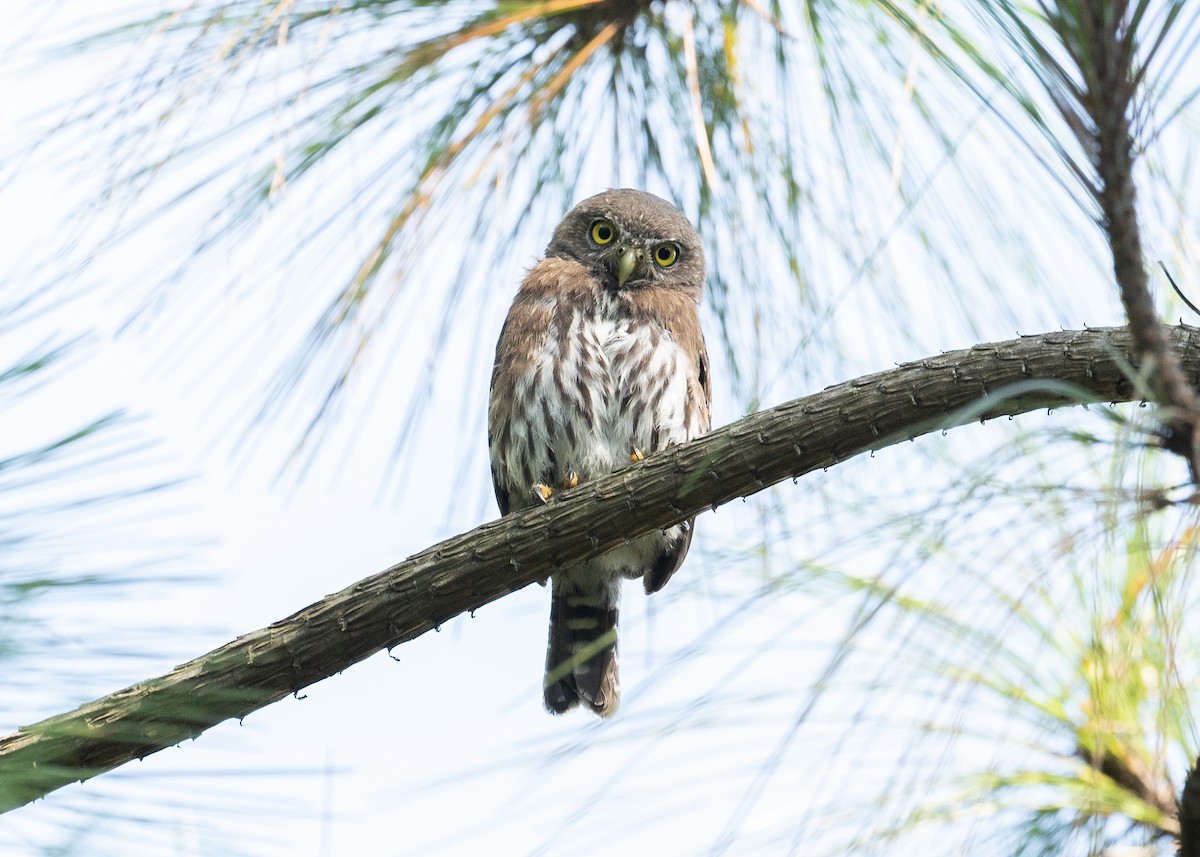 Northern Pygmy-Owl (Mountain) - ML168176121