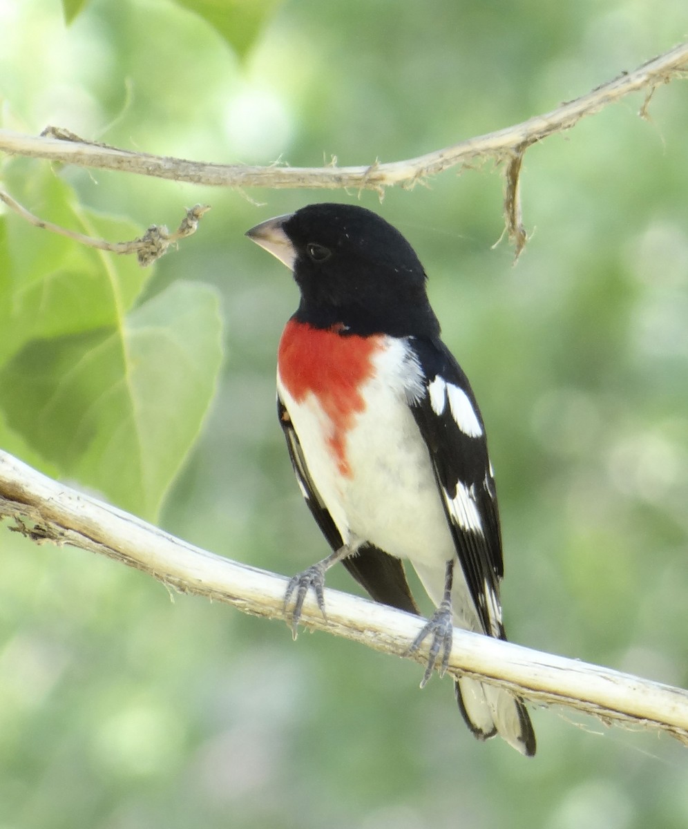 Rose-breasted Grosbeak - Nancy Overholtz