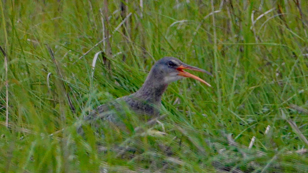 Clapper Rail - ML168176611