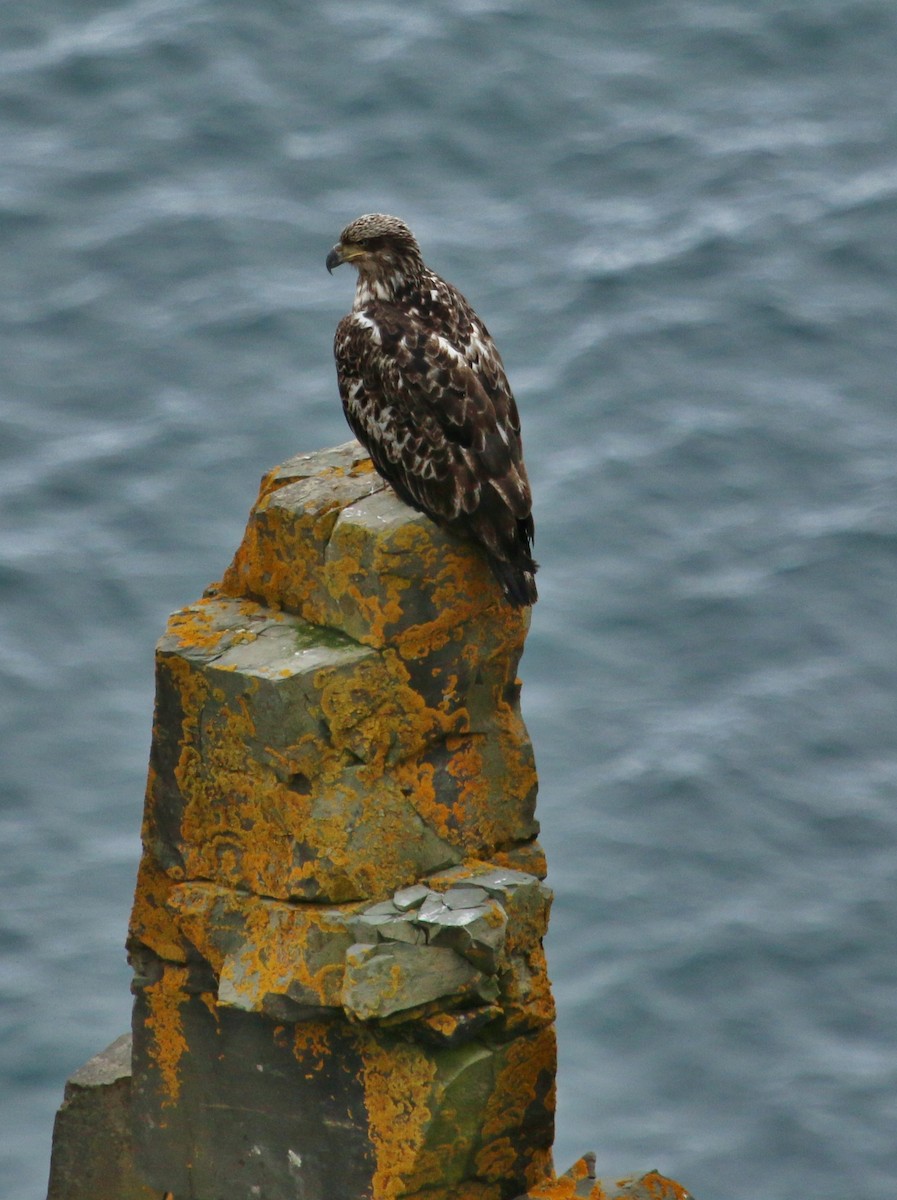 Bald Eagle - Christine Jacobs