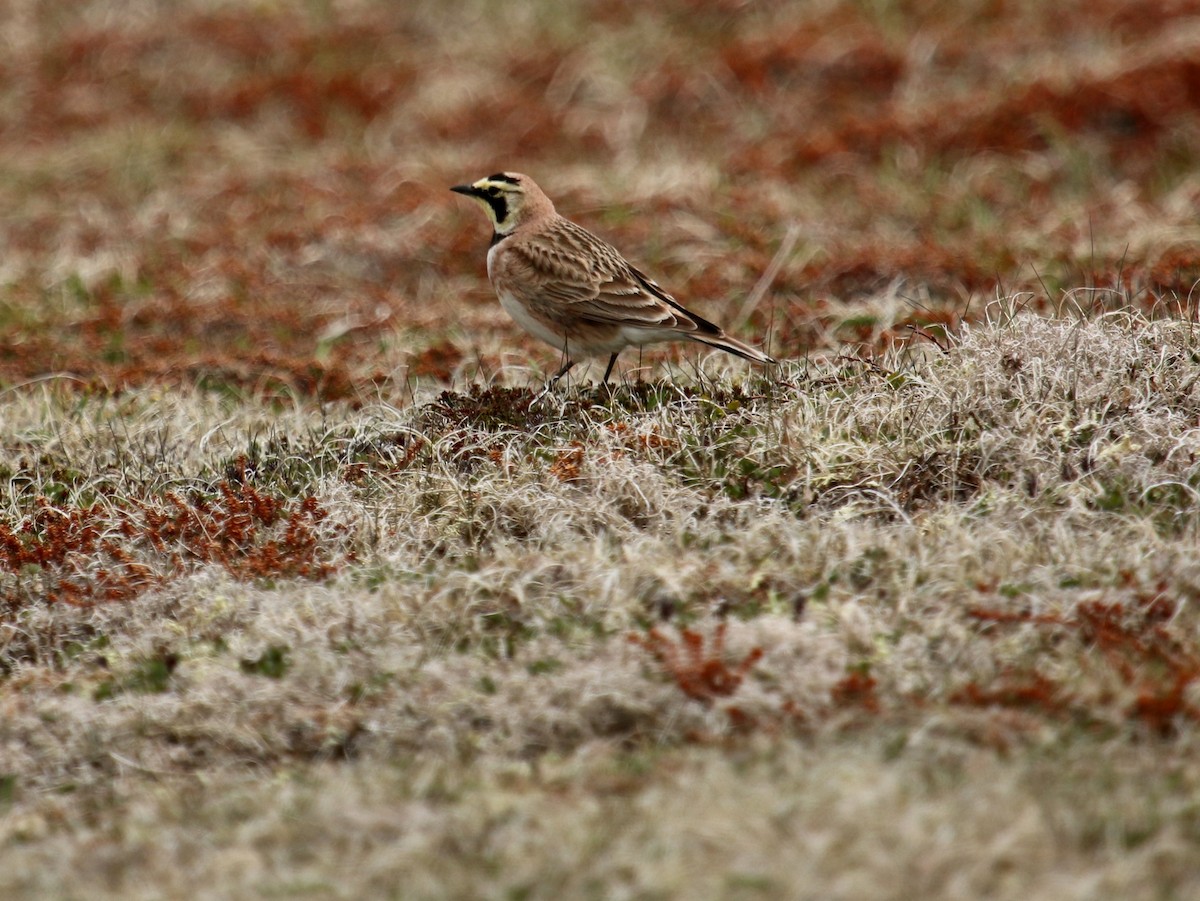 Horned Lark - Christine Jacobs