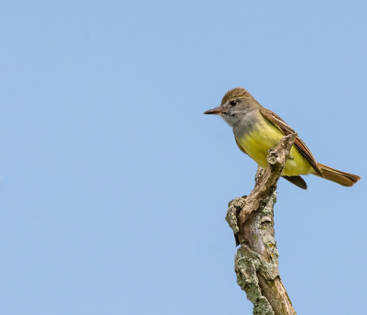 Great Crested Flycatcher - ML168180531