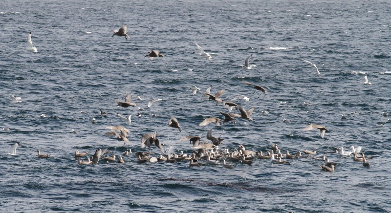 Glaucous-winged Gull - Franklin Haas