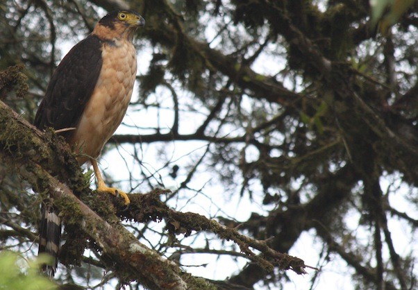 Bicolored Hawk - ML168182521