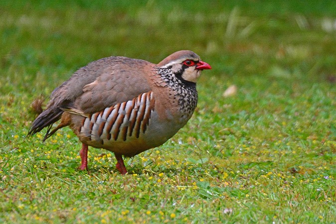 Red-legged Partridge - ML168184271