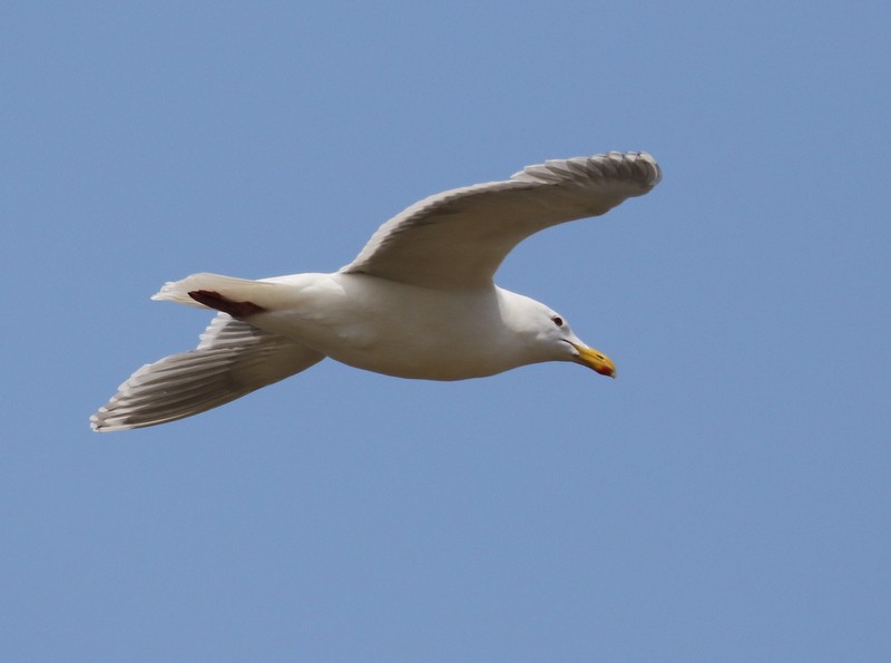 Glaucous-winged Gull - ML168185181