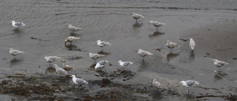 Glaucous-winged Gull - ML168185701