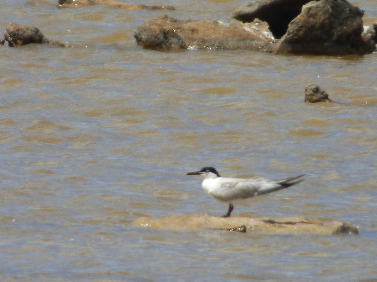 Sandwich Tern - ML168185731