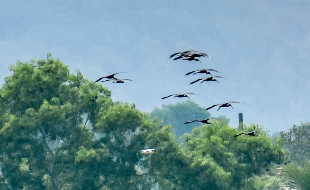 Glossy Ibis - ML168185891