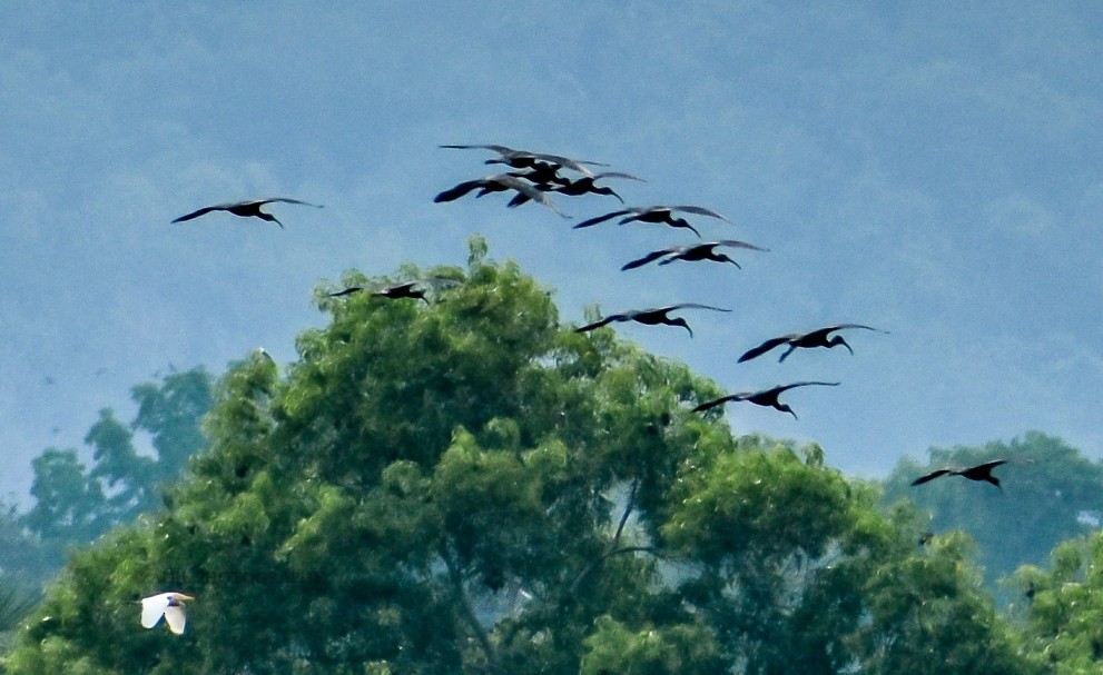 Glossy Ibis - ML168185951