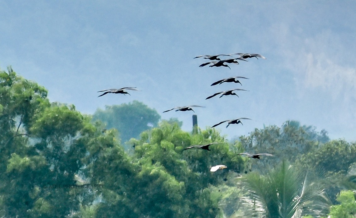 ibis hnědý - ML168185961