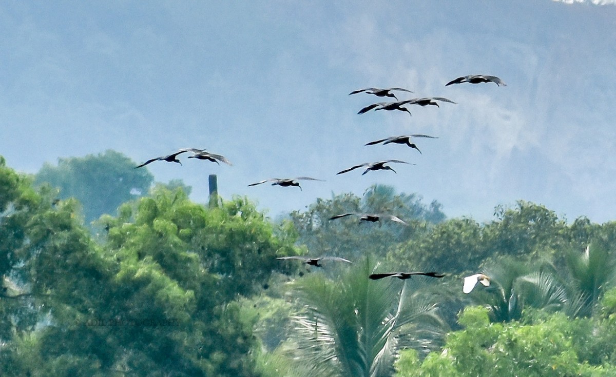 ibis hnědý - ML168186021