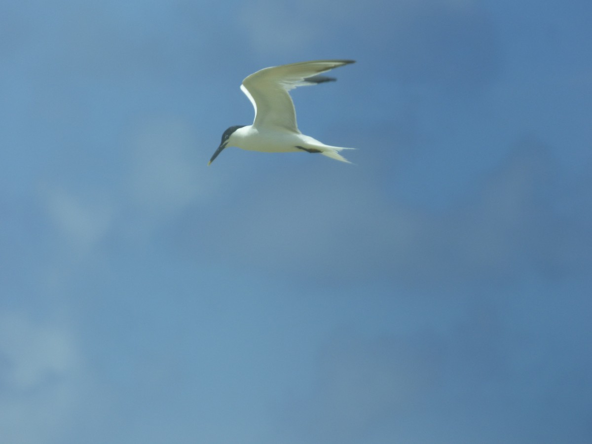 Sandwich Tern - ML168186071