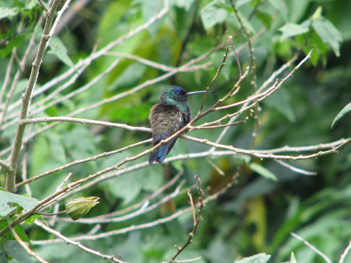 Indigo-capped Hummingbird - ML168186571