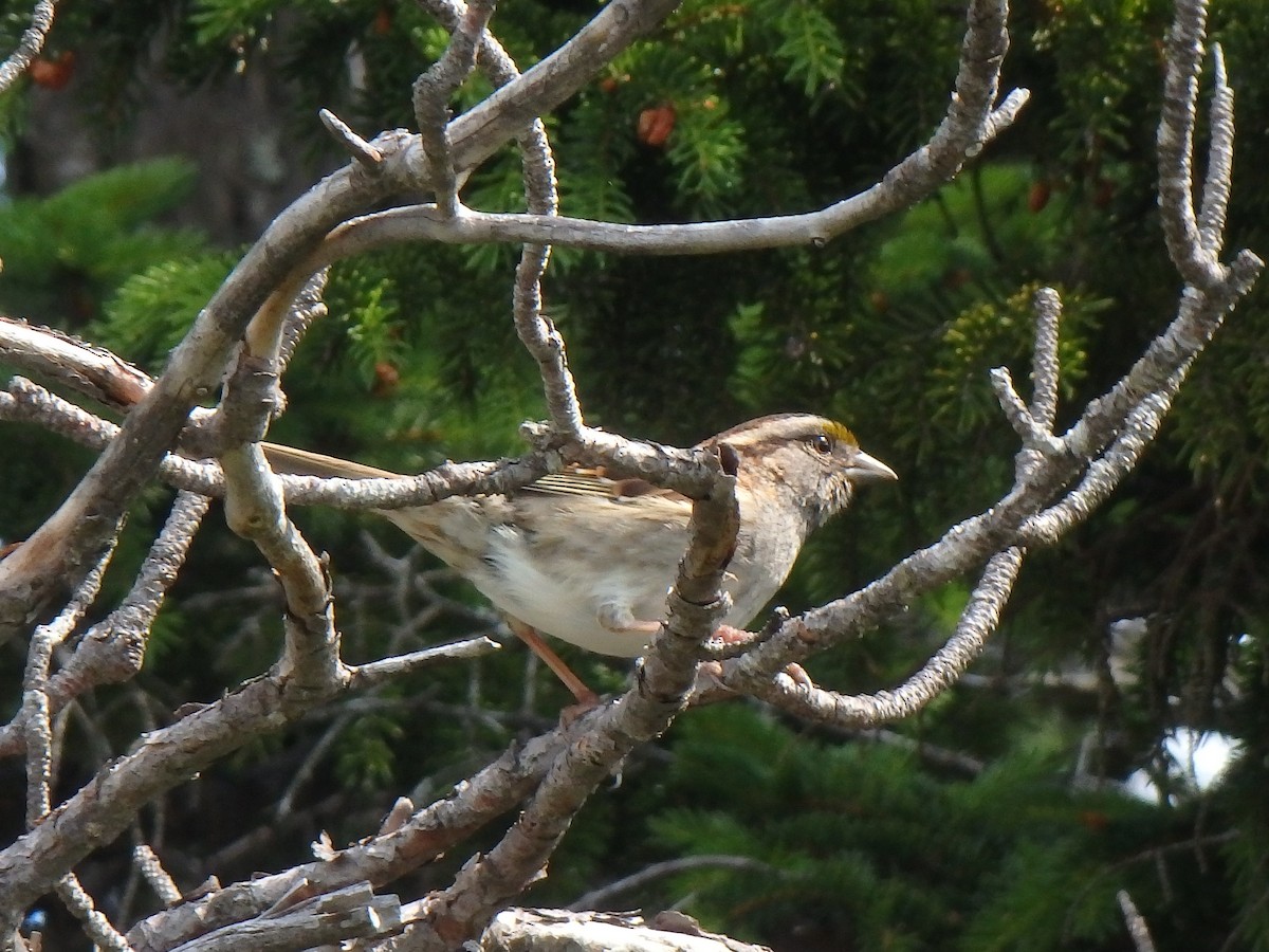 White-throated Sparrow - ML168187661