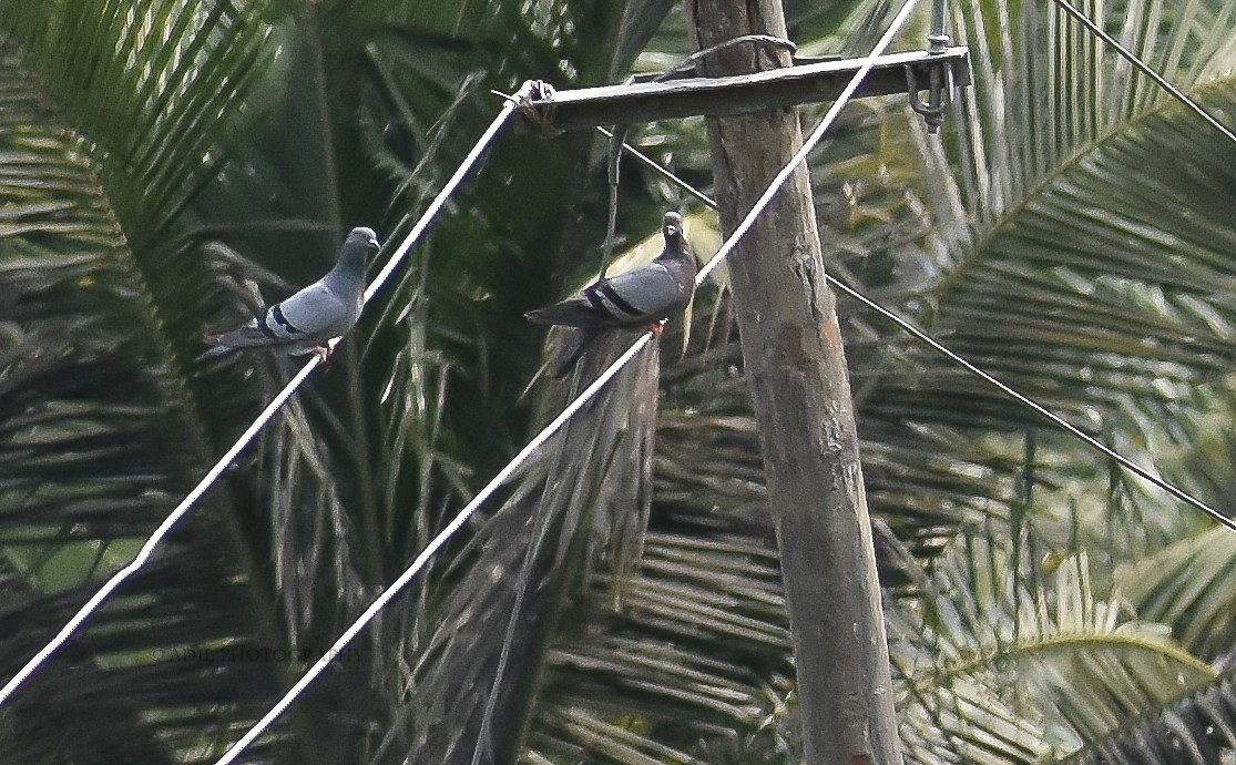 Rock Pigeon (Feral Pigeon) - ML168187691