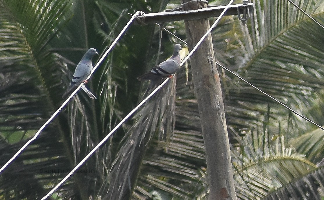 Rock Pigeon (Feral Pigeon) - ML168187701