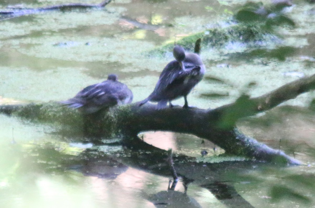 Hooded Merganser - ML168189781