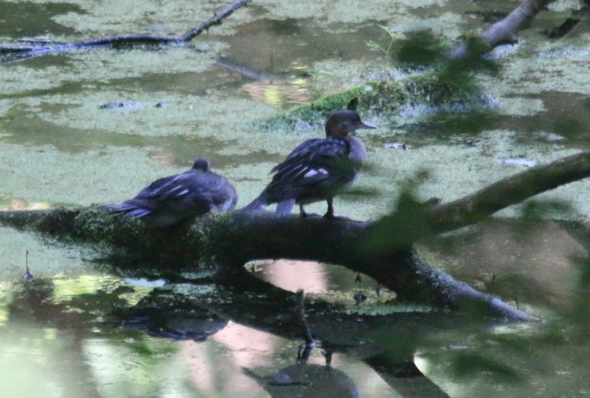 Hooded Merganser - ML168189791