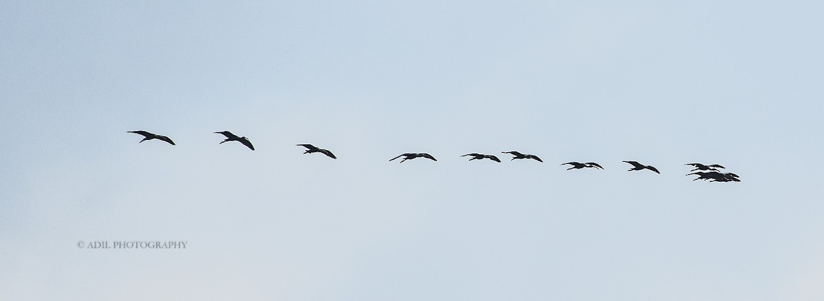 Glossy Ibis - ML168191261