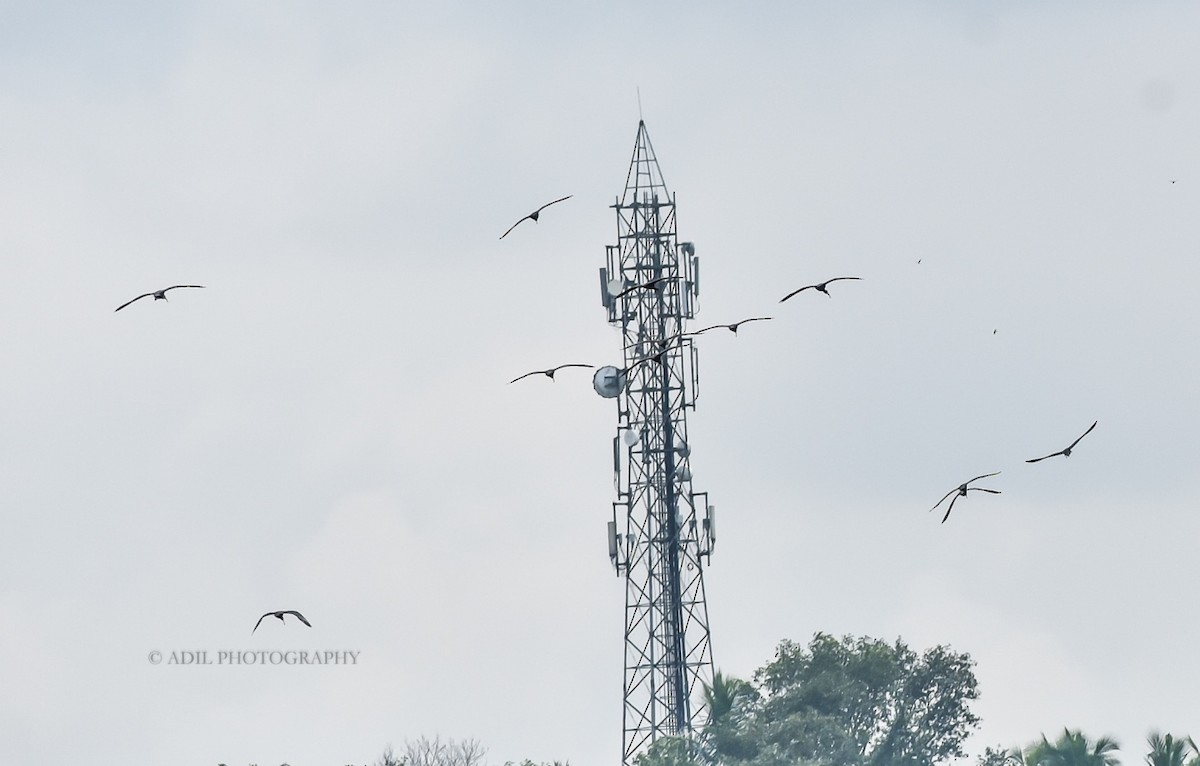 ibis hnědý - ML168191281