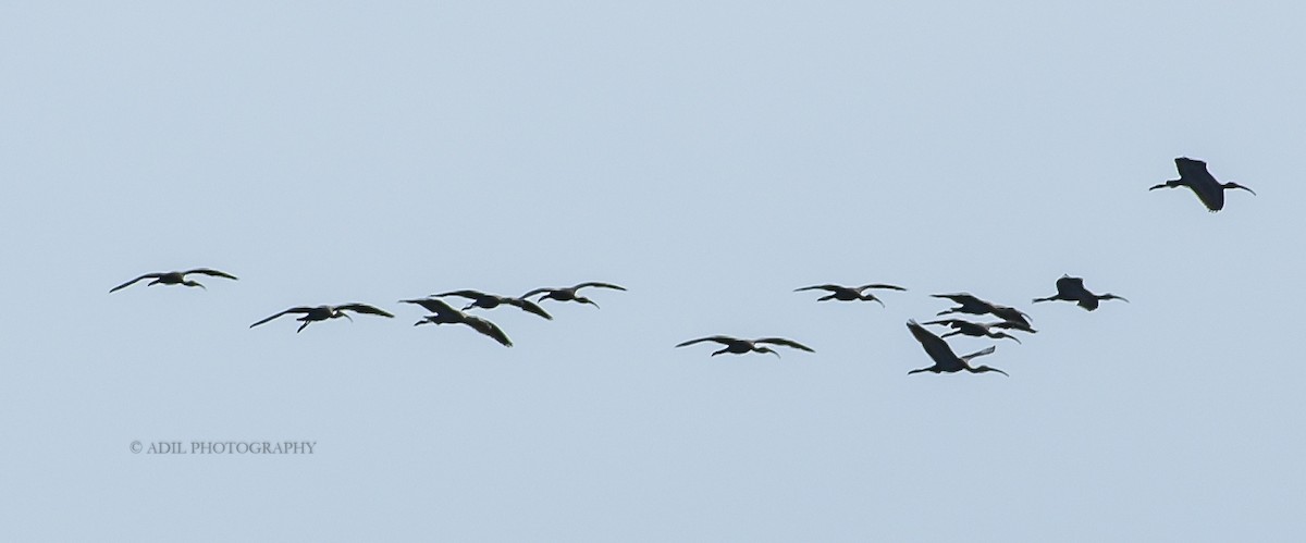 Glossy Ibis - ML168191291