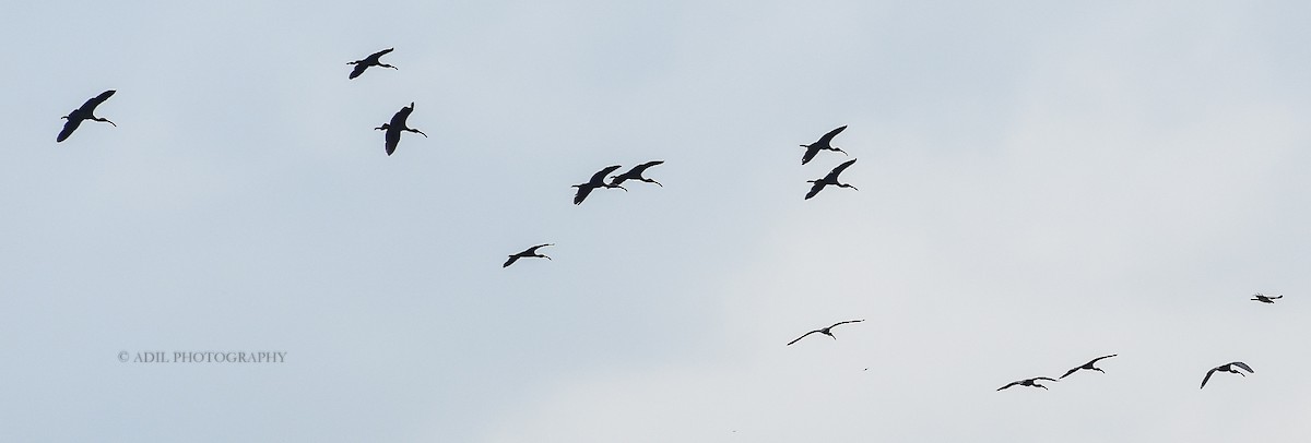 Glossy Ibis - ML168191311