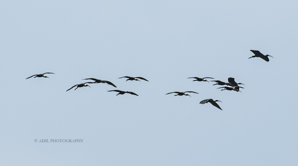 ibis hnědý - ML168191321