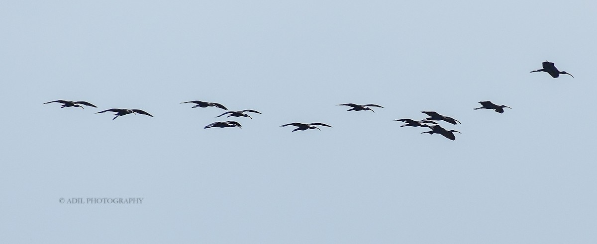 Glossy Ibis - ML168191331