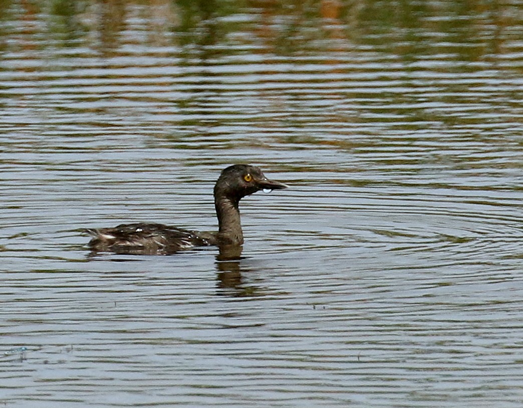 Least Grebe - ML168191441