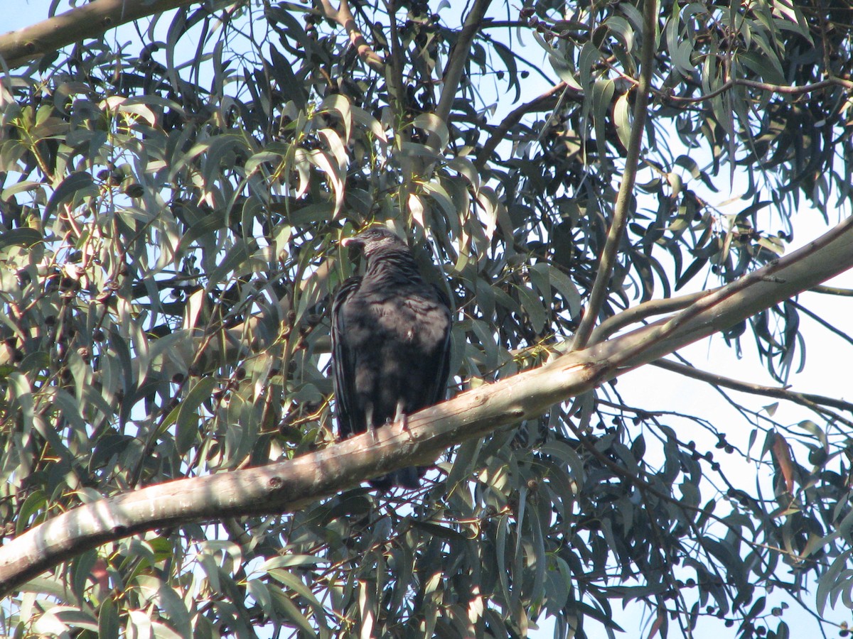 Black Vulture - ML168193181