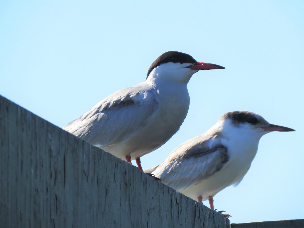 Common Tern - Holly Sweeney