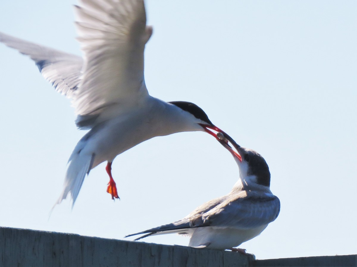 Common Tern - Holly Sweeney