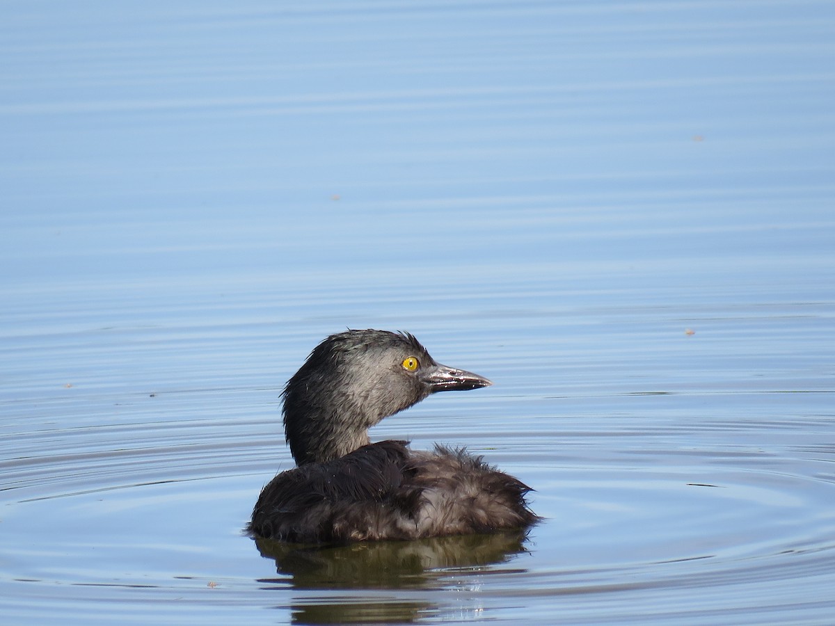 Least Grebe - Mario Reyes Jr